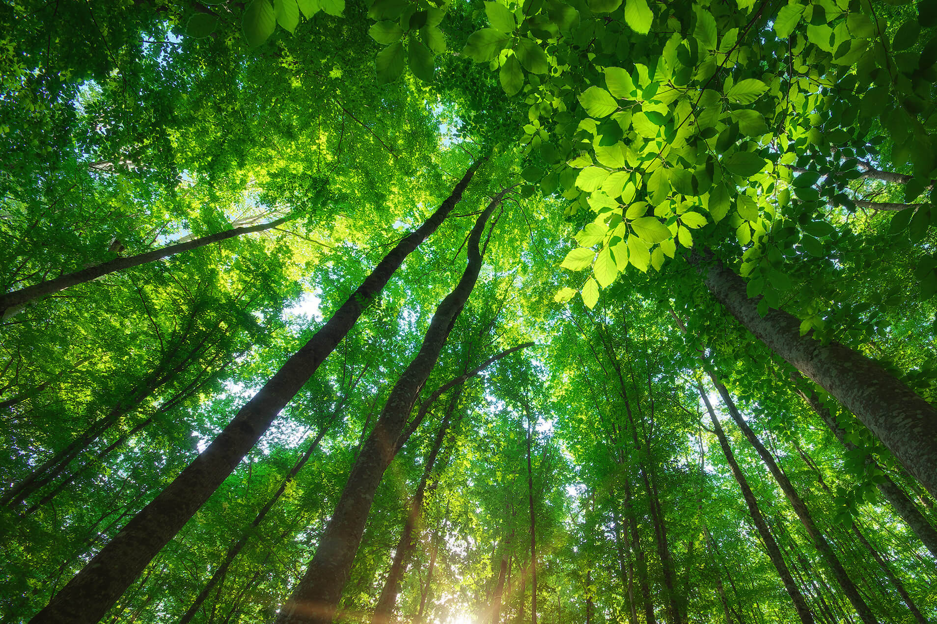 Blick durch ein grünes Blätterdach im Wald.